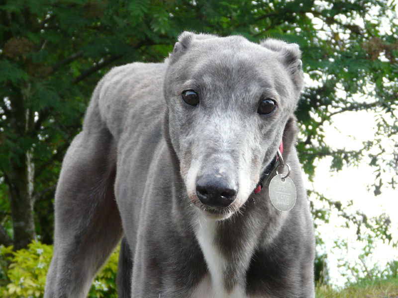 Randolph Downing: A Dog&nbsp;Remembered